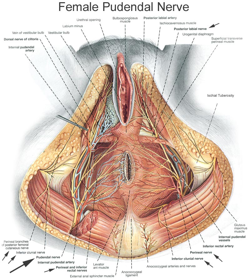 Female pudendal nerve anatomical illustration